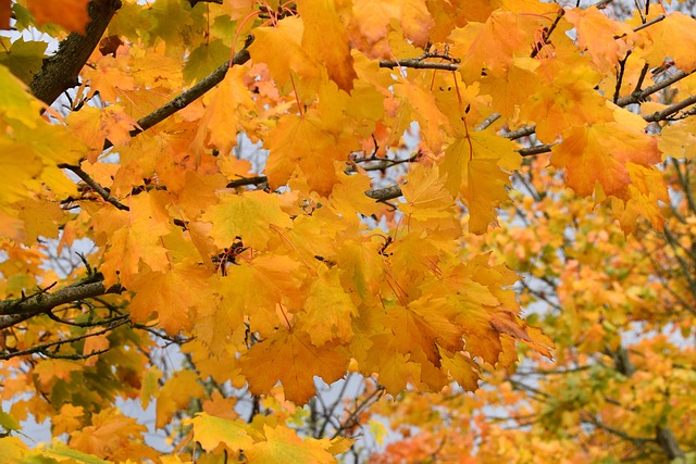 tree, shrub