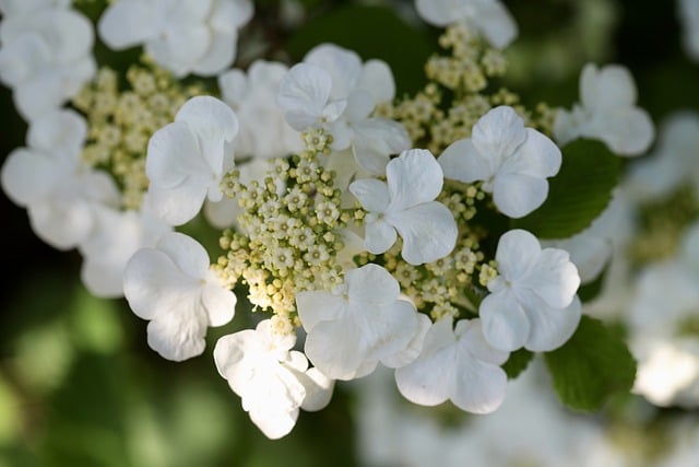 tree, shrub