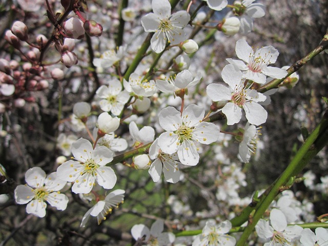 tree-shrub-640x480-6980825.jpeg
