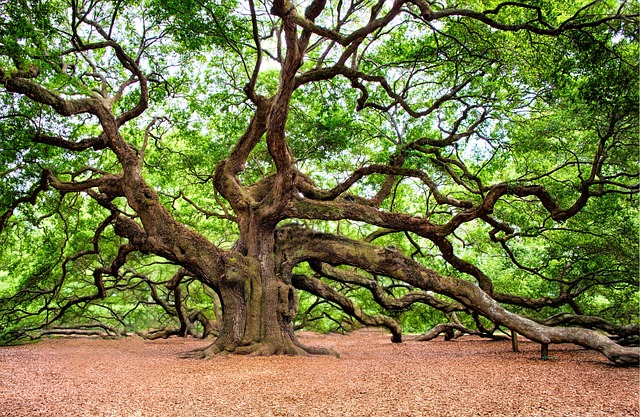 tree, shrub