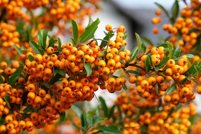 tree, shrub