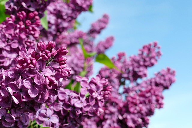 tree, shrub