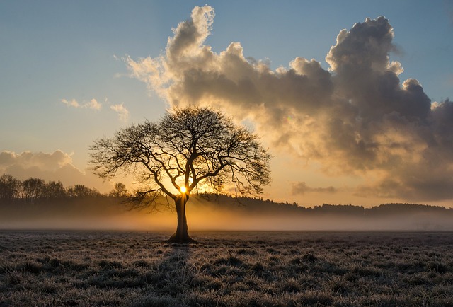 tree, shrub