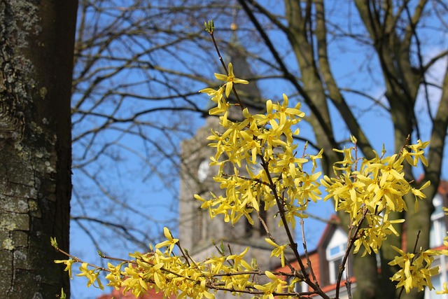 tree, shrub
