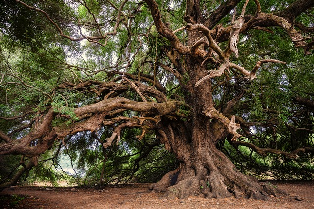 tree-shrub-640x480-80216938.jpeg