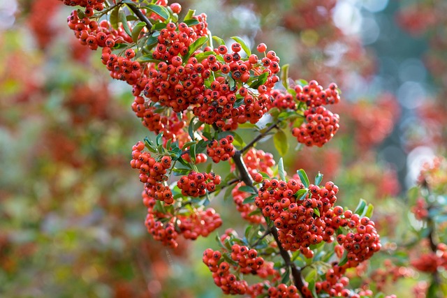 tree, shrub