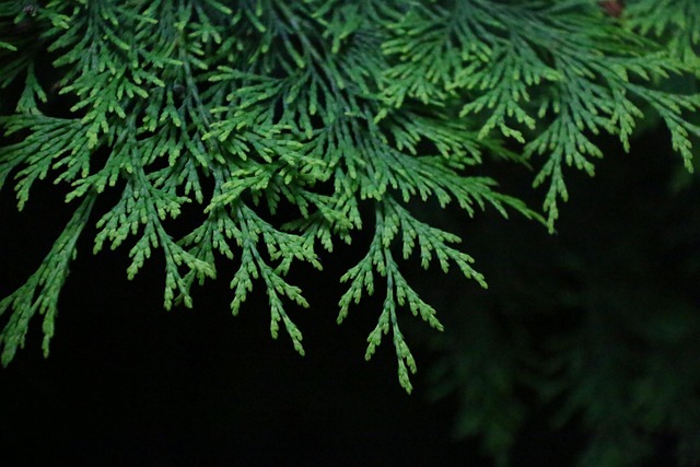 tree, shrub