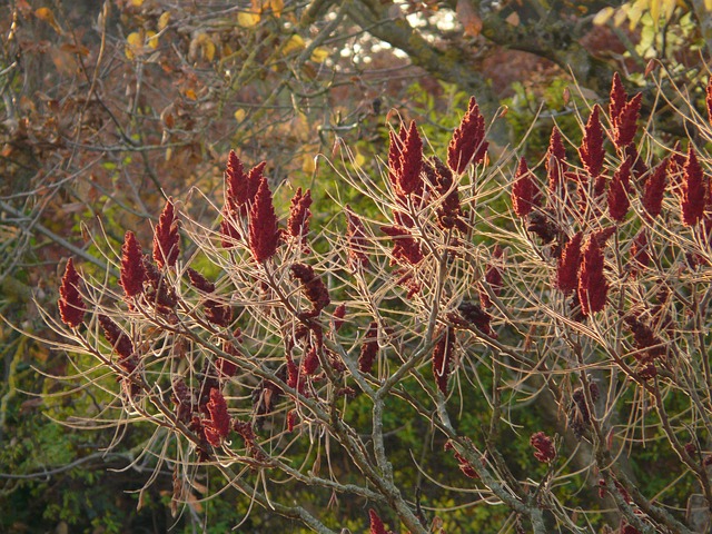 tree, shrub
