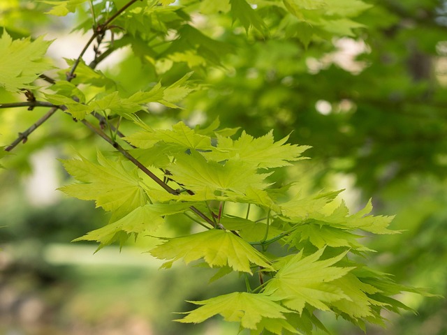 tree, shrub