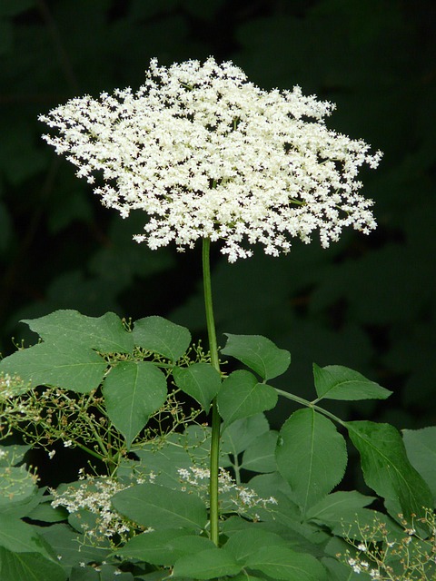tree, shrub