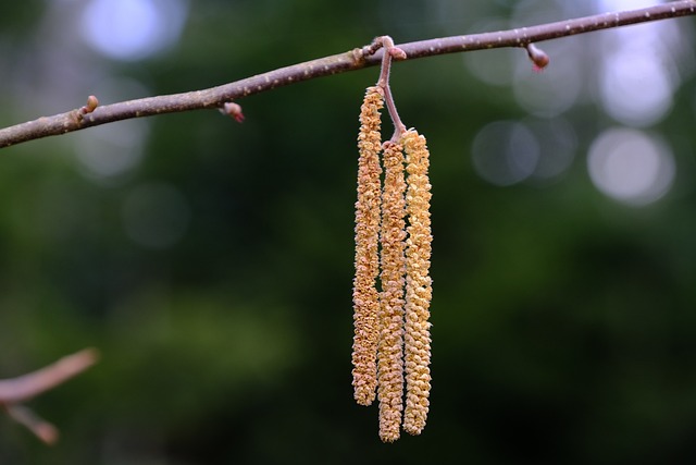 tree, shrub