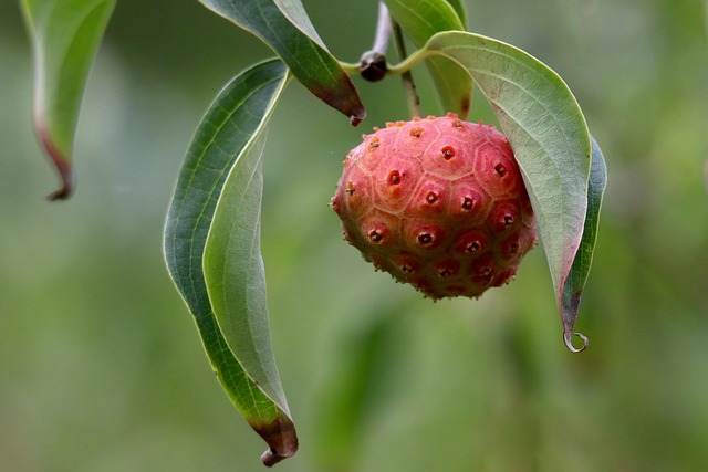tree, shrub
