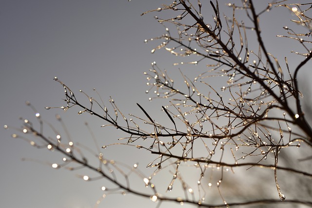 tree-shrub-640x480-92201450.jpeg