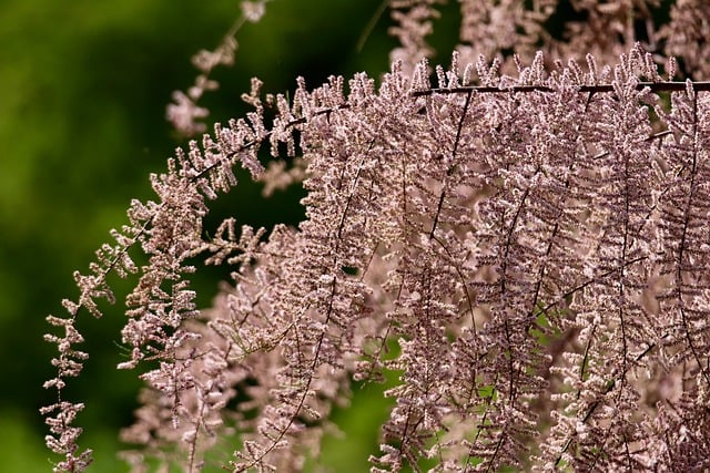 tree, shrub
