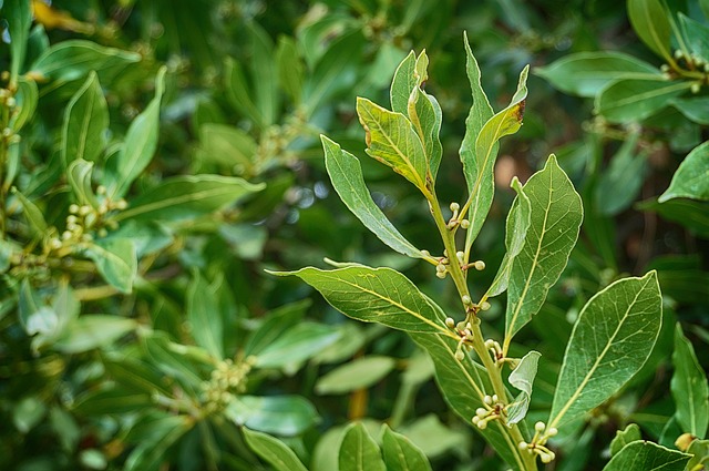 tree, shrub