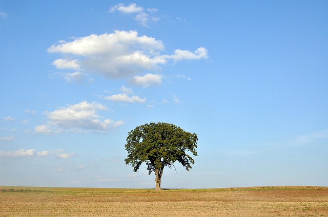 tree-shrub-640x480-97549147.jpeg
