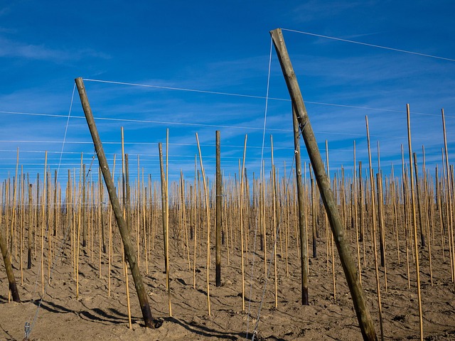 trellise-640x480-50003625.jpeg
