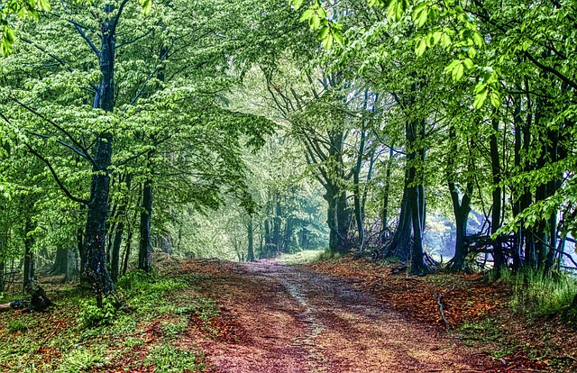 walkway, pathway