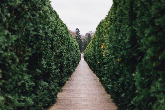 walkway-pathway-640x480-20772812.jpeg