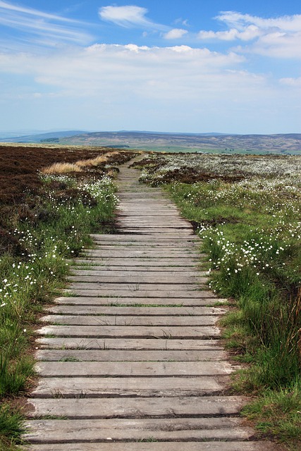walkway-pathway-640x480-22745331.jpeg