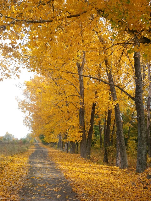 walkway, pathway
