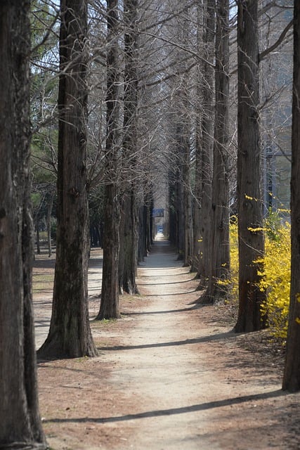 walkway, pathway