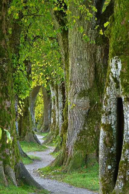 walkway, pathway