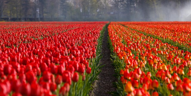 walkway-pathway-640x480-64736376.jpeg