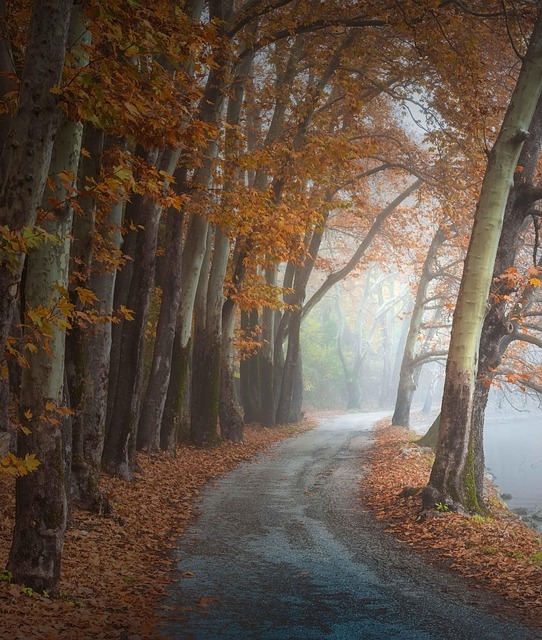 walkway-pathway-640x480-70929349.jpeg