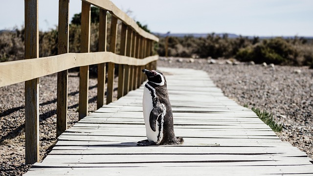 walkway, pathway