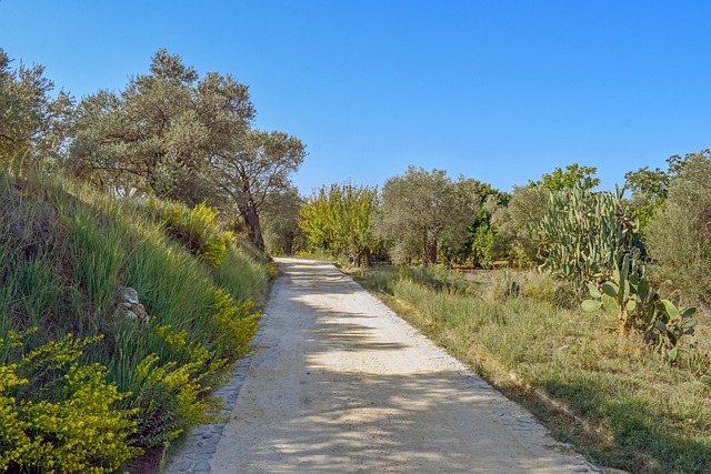 walkway-pathway-640x480-9631628.jpeg