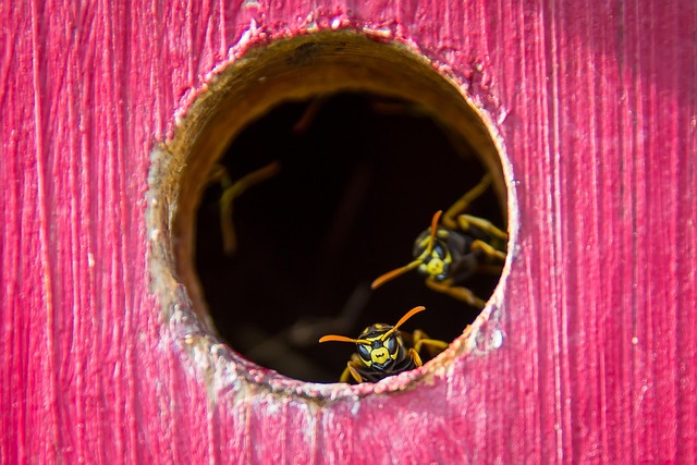 wasp-640x480-28962992.jpeg
