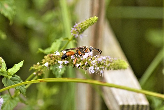 wasp-640x480-30376752.jpeg