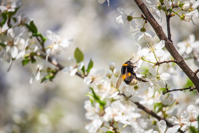 wasp-640x480-3287347.jpeg