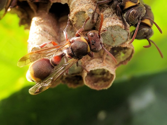 wasp-640x480-357628.jpeg