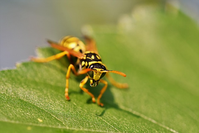 wasp-640x480-50214307.jpeg