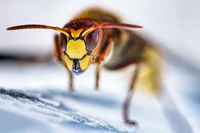 wasp-640x480-52503014.jpeg