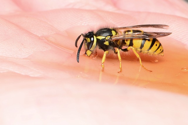 wasp-640x480-52832677.jpeg