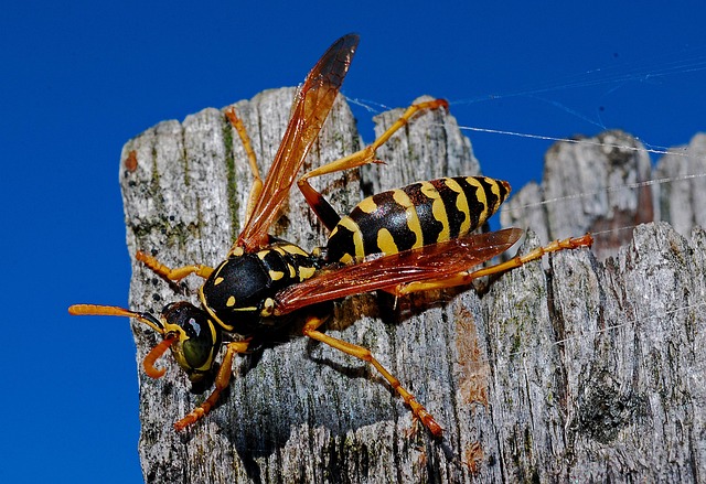 wasp-640x480-5307755.jpeg