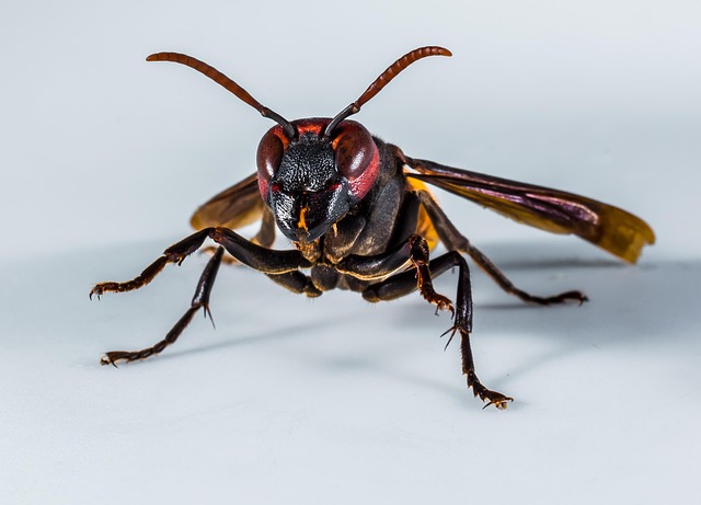 wasp-640x480-54078535.jpeg