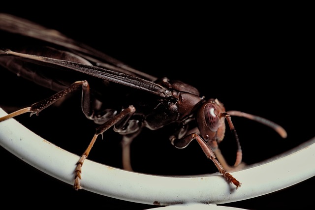 wasp-640x480-62921499.jpeg