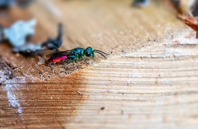 wasp-640x480-63267431.jpeg