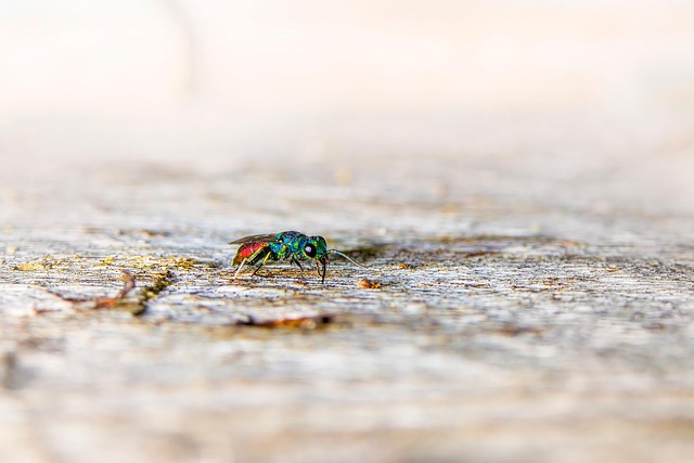 wasp-640x480-71773822.jpeg