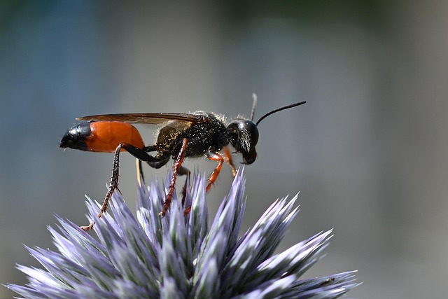 wasp-640x480-80176738.jpeg