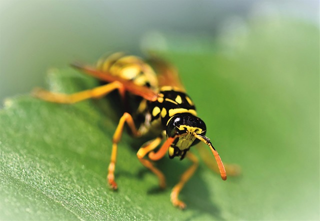 wasp-640x480-81080291.jpeg