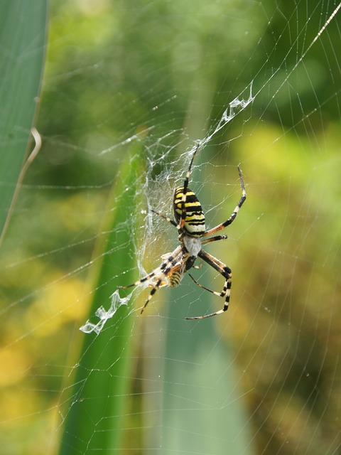 wasp-640x480-81521378.jpeg