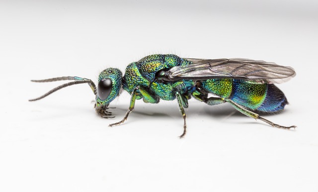 wasp-640x480-87071920.jpeg