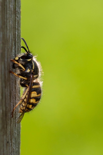 wasp-640x480-95664390.jpeg