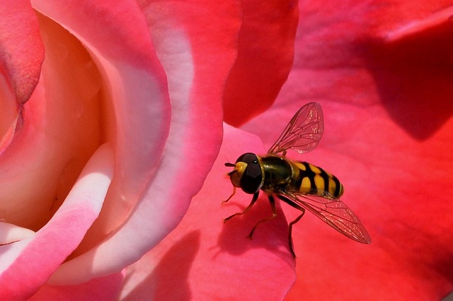 wasp-640x480-98749673.jpeg