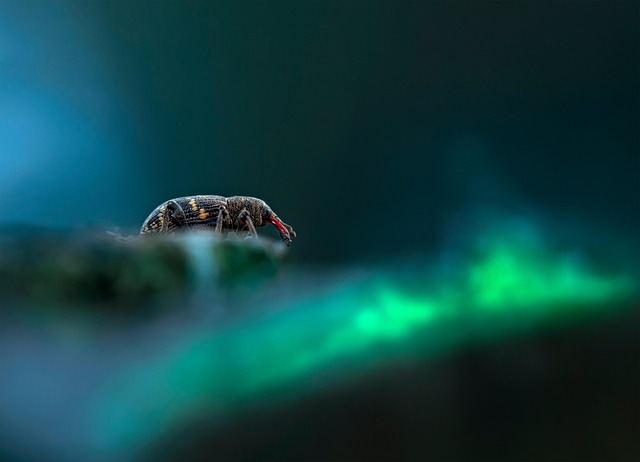 weevils-weevil-640x480-31477458.jpeg